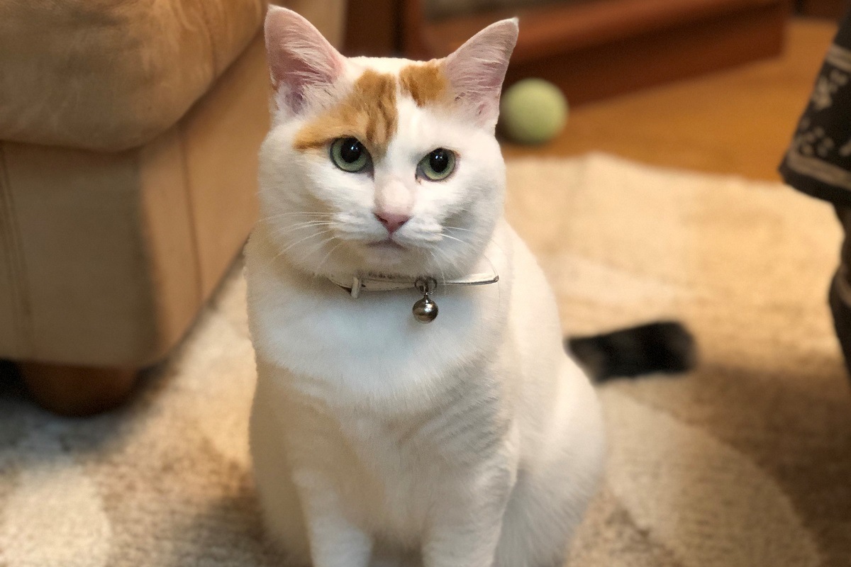 50+素晴らしい釣りよか 猫 - 魚のすべて